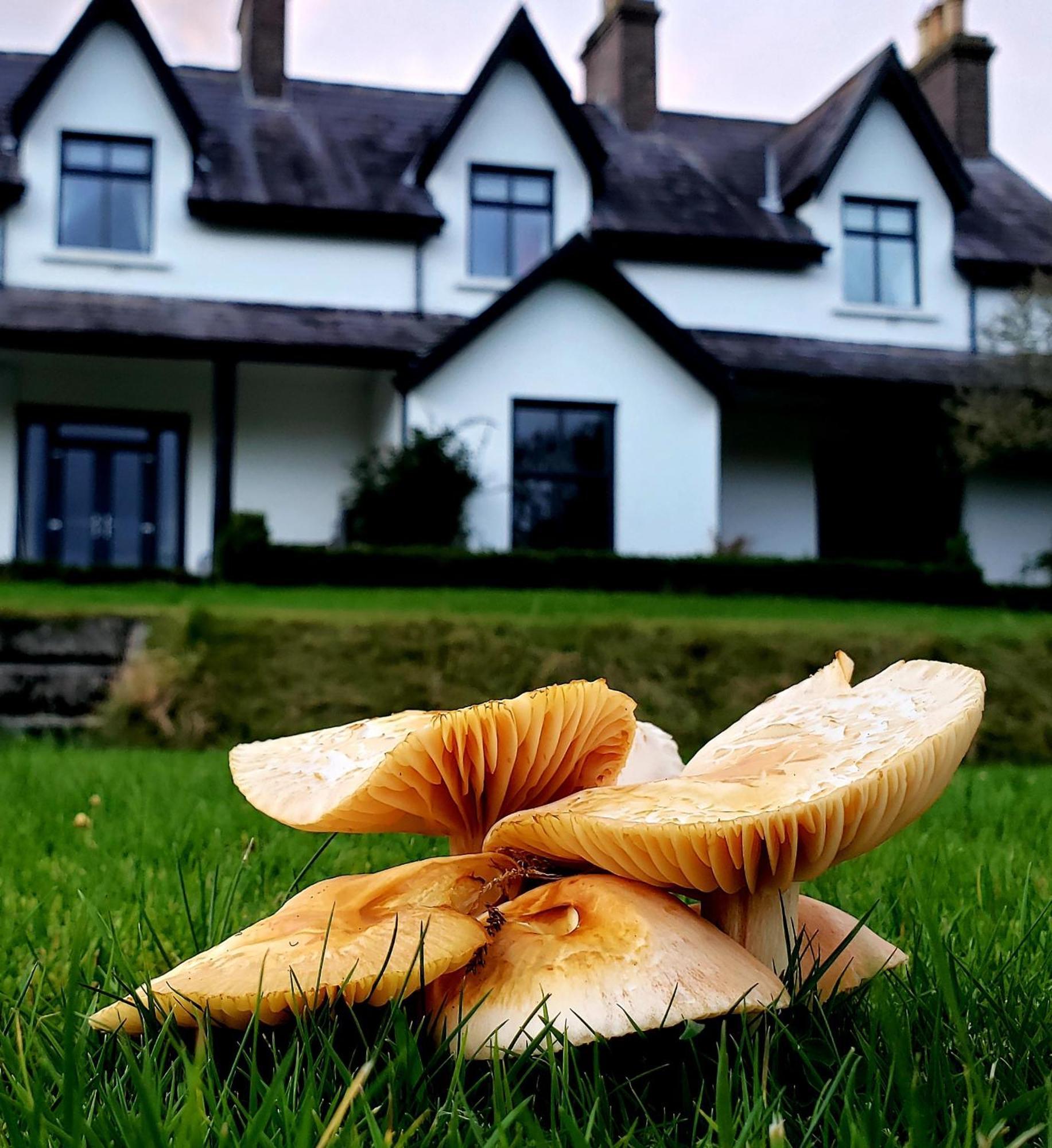 Bryansford Cottage מראה חיצוני תמונה